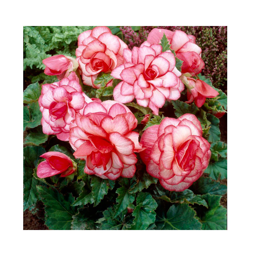 1 Bulbo De Begonia 'bouton De Rose' Planta De Flor