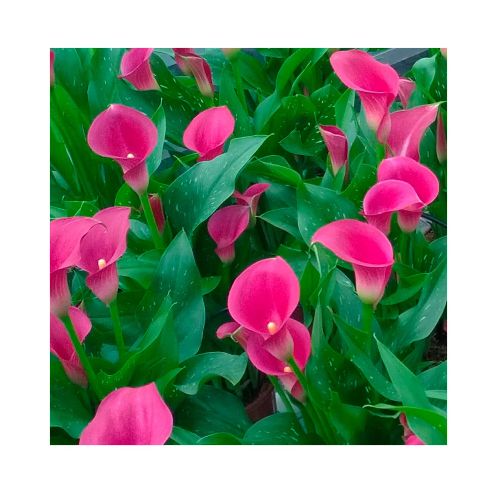 1 Bulbo Zantedeschia 'cheerio' Cala Rosa