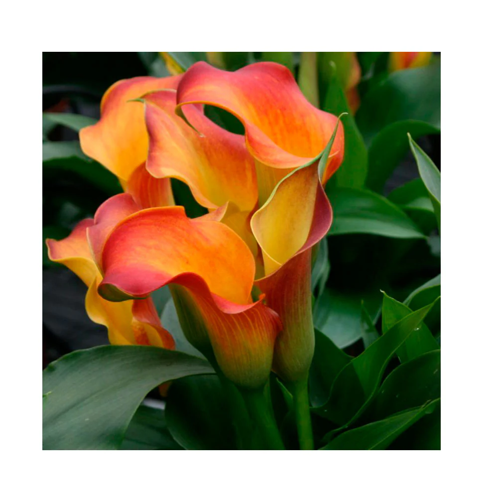 1 Bulbo Zantedeschia 'OSORNO' Cala Flor Naranja.