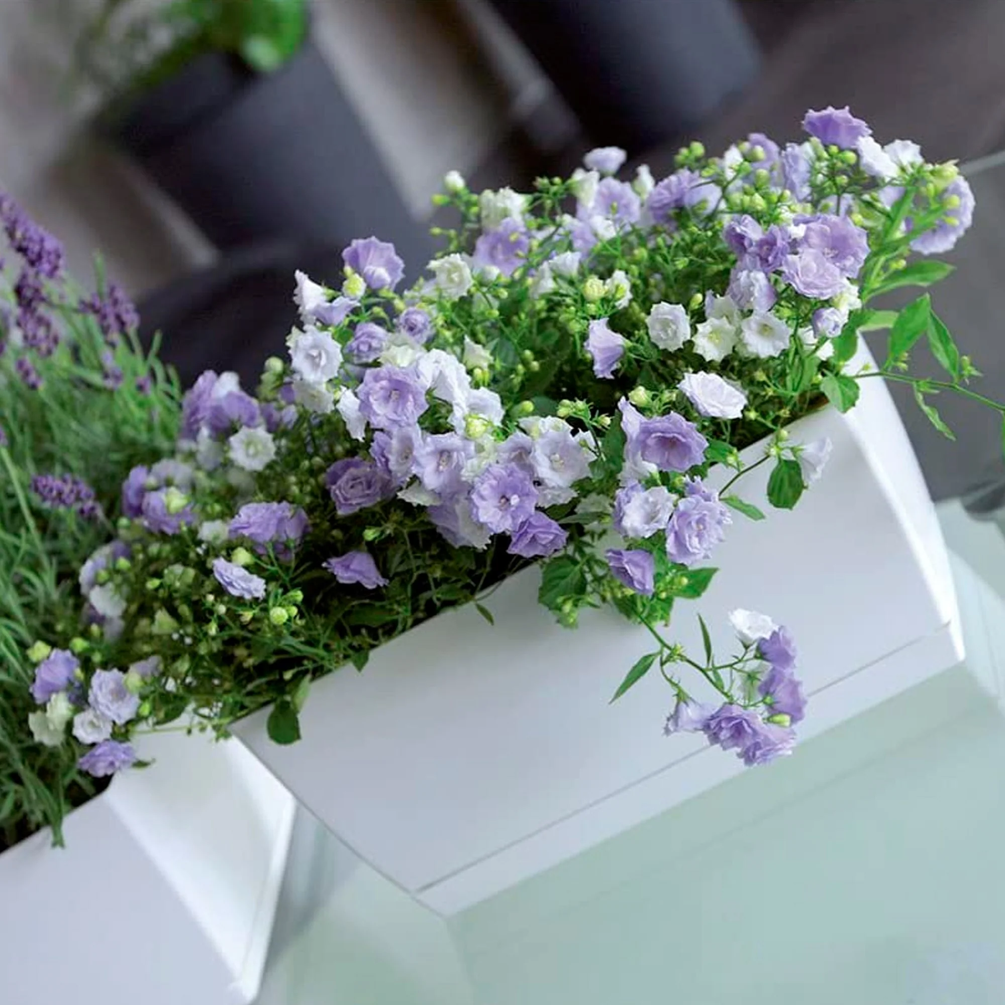 3x Jardinera De Plastico Coubi Case P En Color Blanco 24 (largo) X 12 (ancho) X 11 (altura) Cm - Image 5