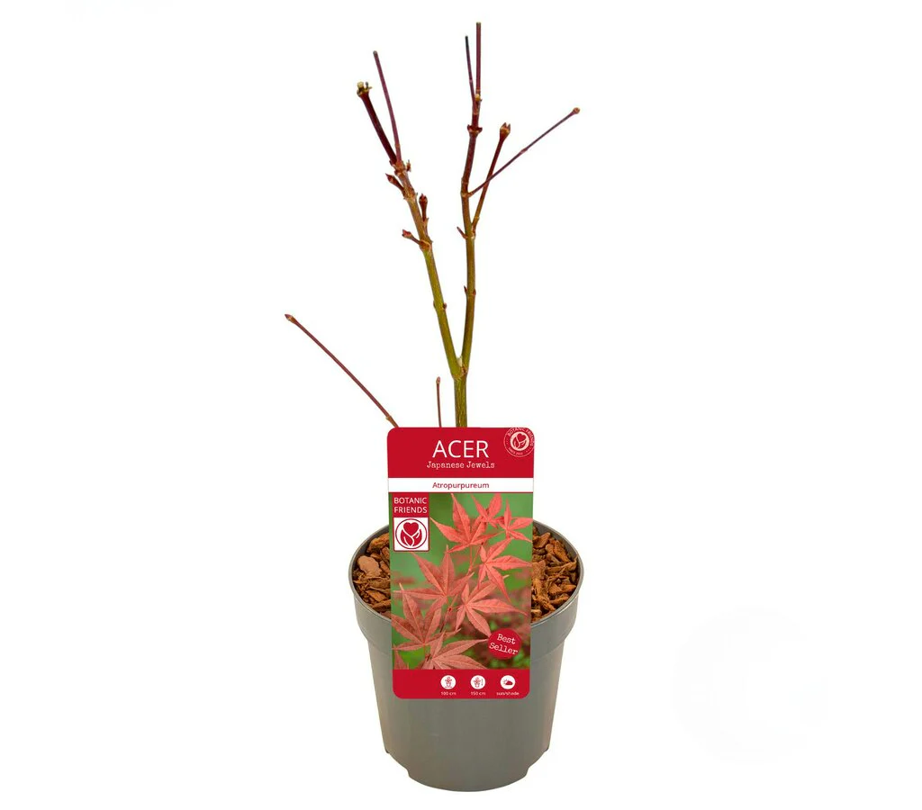 Acer Palmatum Atropurpureum M10 35cm - Image 2