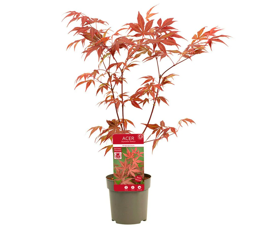 Acer Palmatum Atropurpureum M10 35cm - Image 3