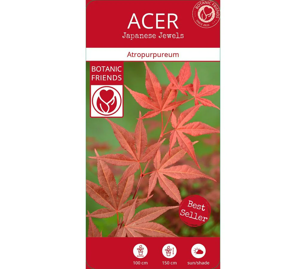 Acer Palmatum Atropurpureum M10 35cm - Image 4