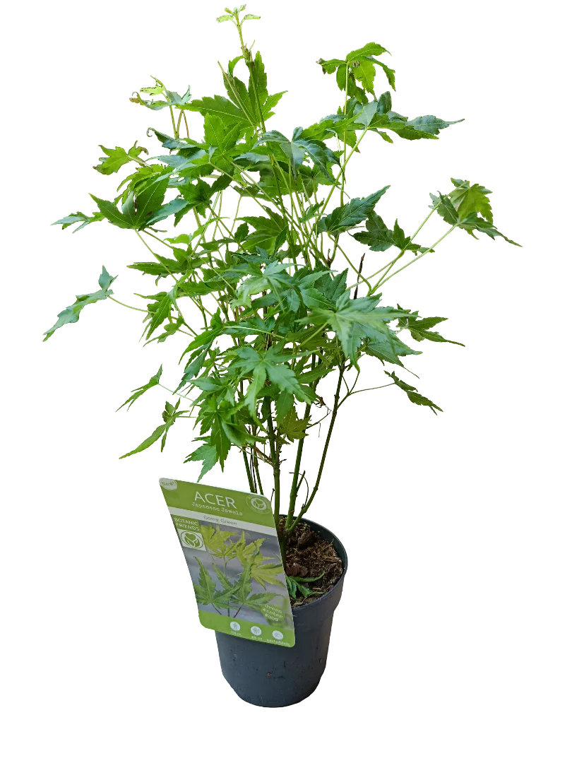 Acer Palmatum Going Green Ø10 Arbol Para Hacer Bonsai