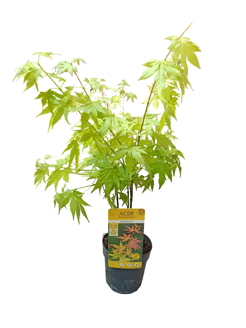 Acer Palmatum Orange Dream Ø10 Arbol Para Hacer Bonsai