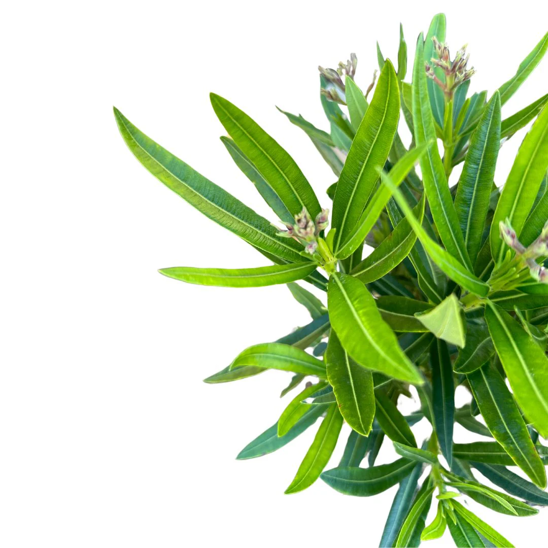 Adelfa Planta Ornamental De Jardín (nerium Oleander) Maceta 20cm