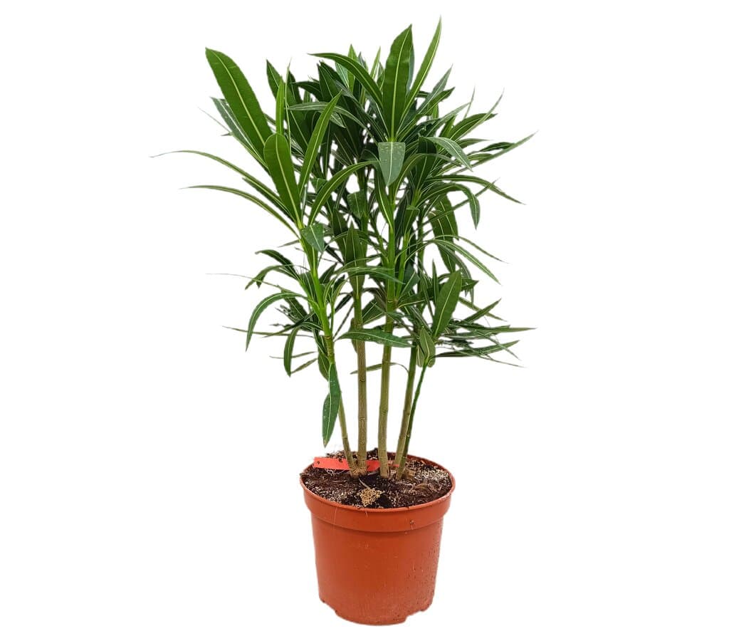 Adelfa Roja M17 50cm (nerium Oleander)