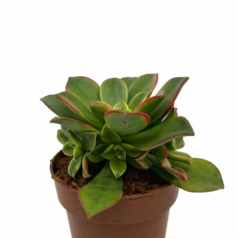 Aeonium haworthii kiwi Cactus Y Suculentas M8,5 cm Ø