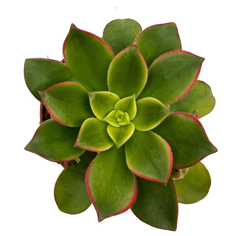 Aeonium haworthii kiwi Cactus Y Suculentas M8,5 cm Ø - Image 2