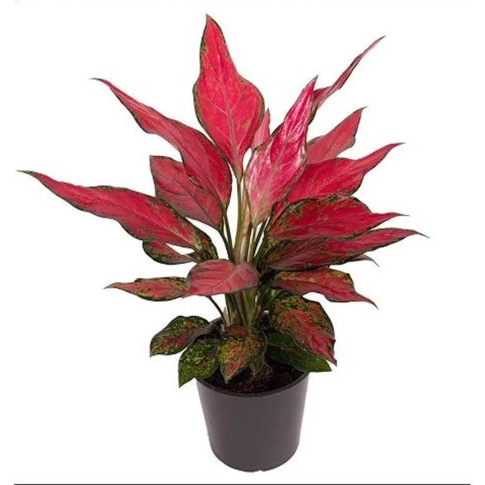 Aglaonema Cherry Babe M12 30cm