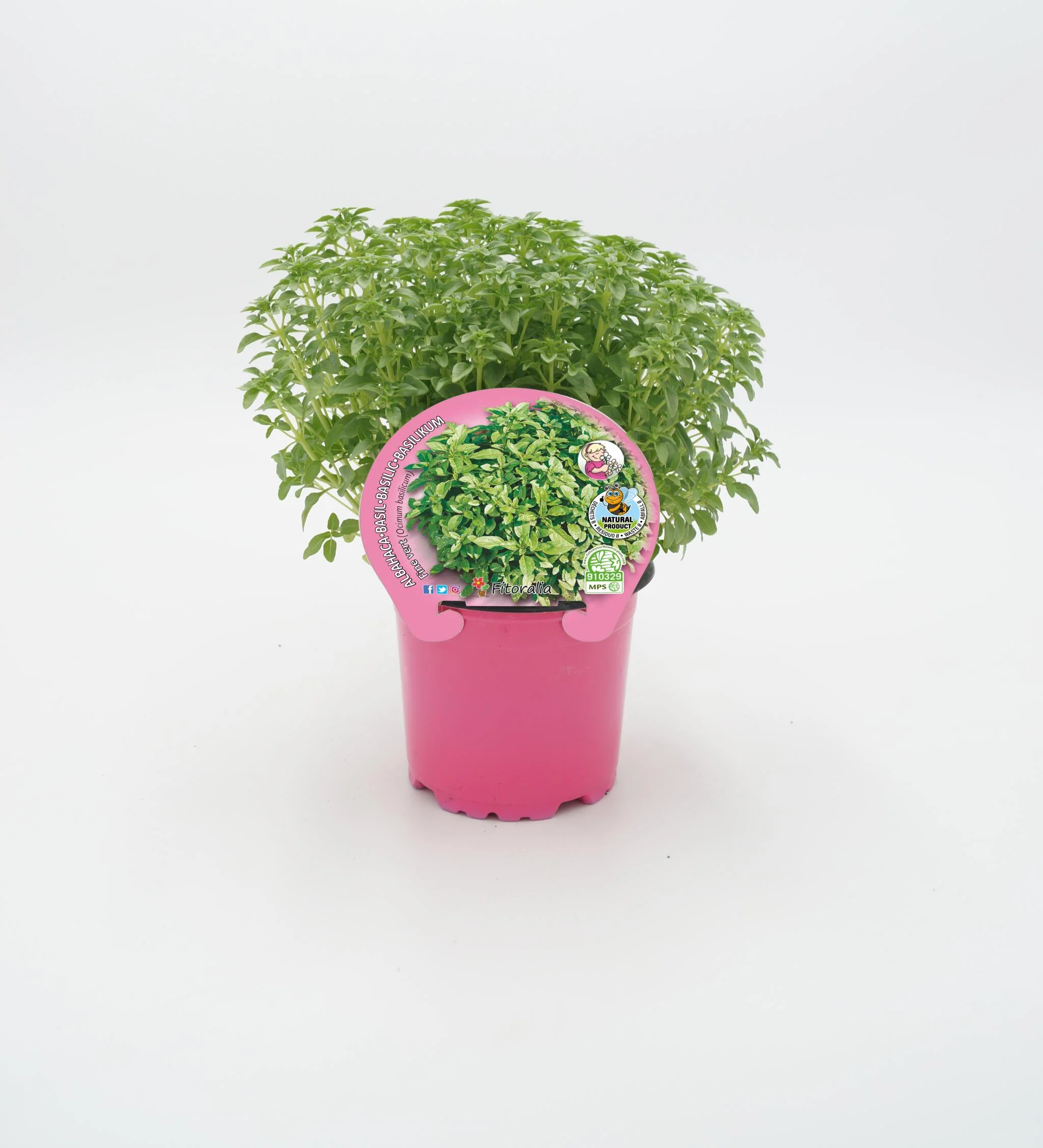 Albahaca Hoja Fina En Maceta 10,5 Cm. Natural - Fitoralia