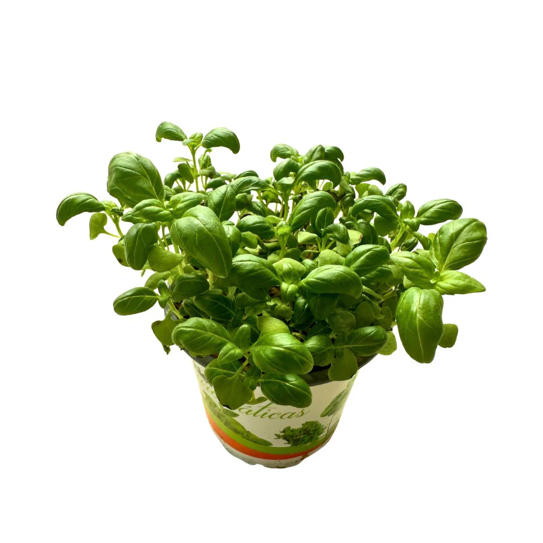 Albahaca Planta Aromática Y Medicinal (ocimum Basilicum)