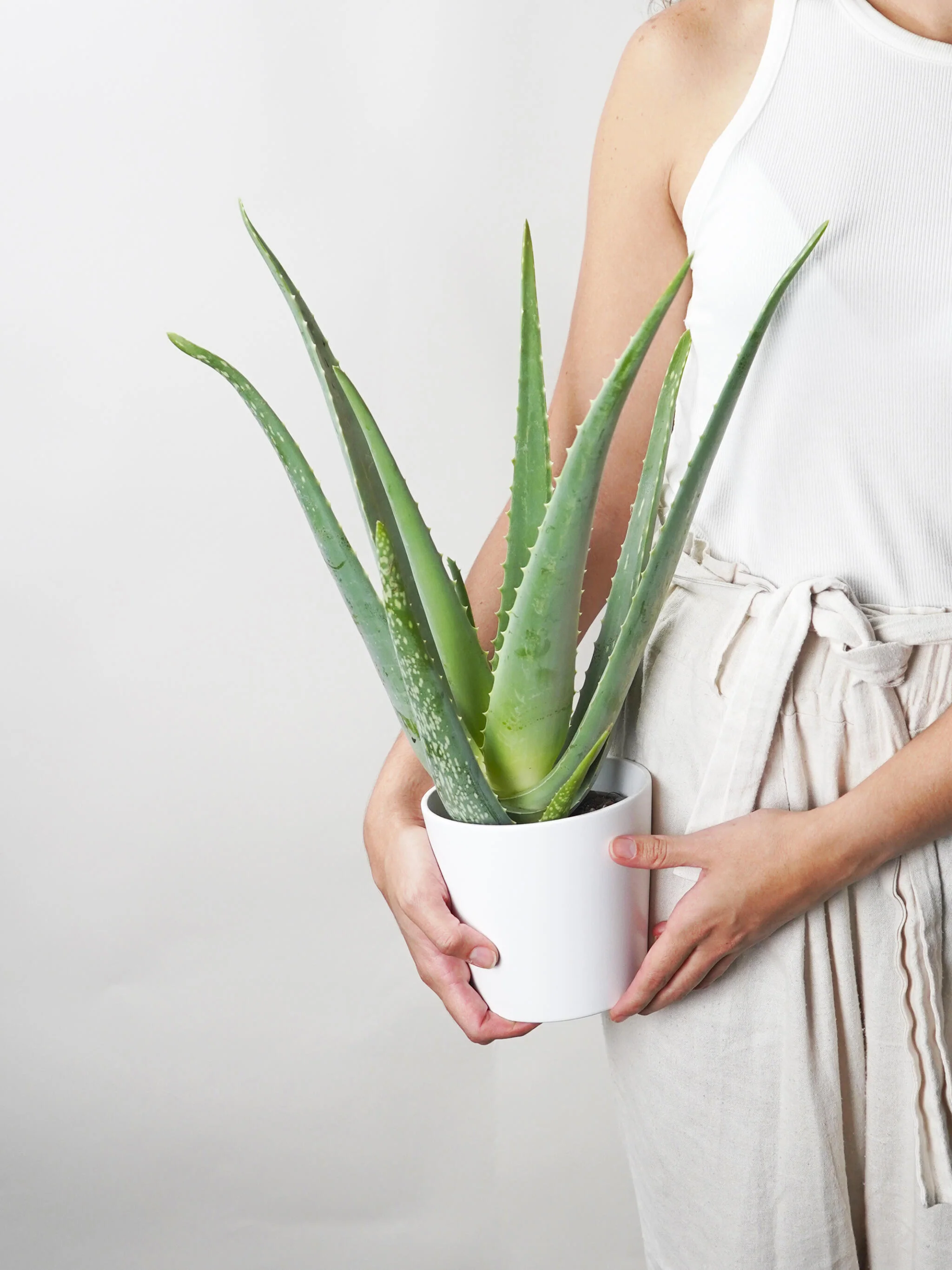 Aloe Vera O Sábila | Altura 35cm - Diámetro 12cm