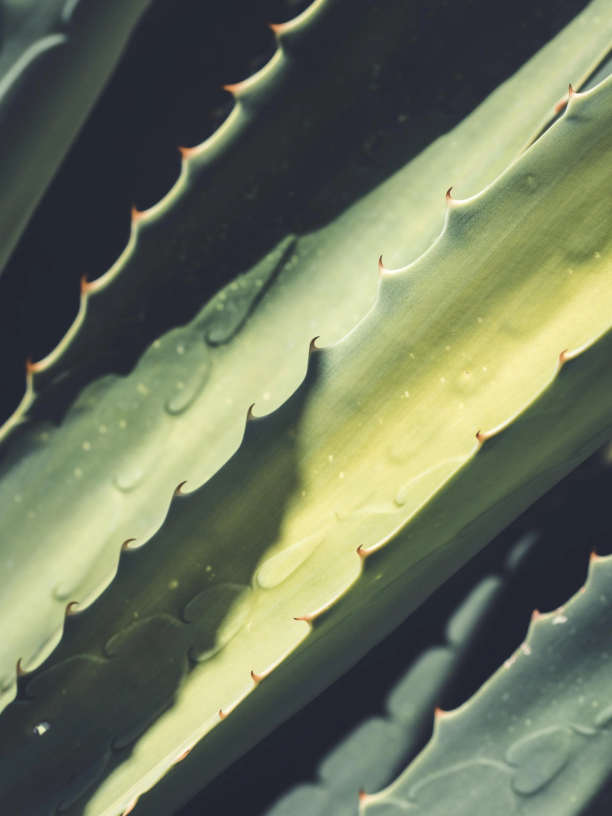Aloe Vera O Sábila | Altura 35cm - Diámetro 12cm - Image 2