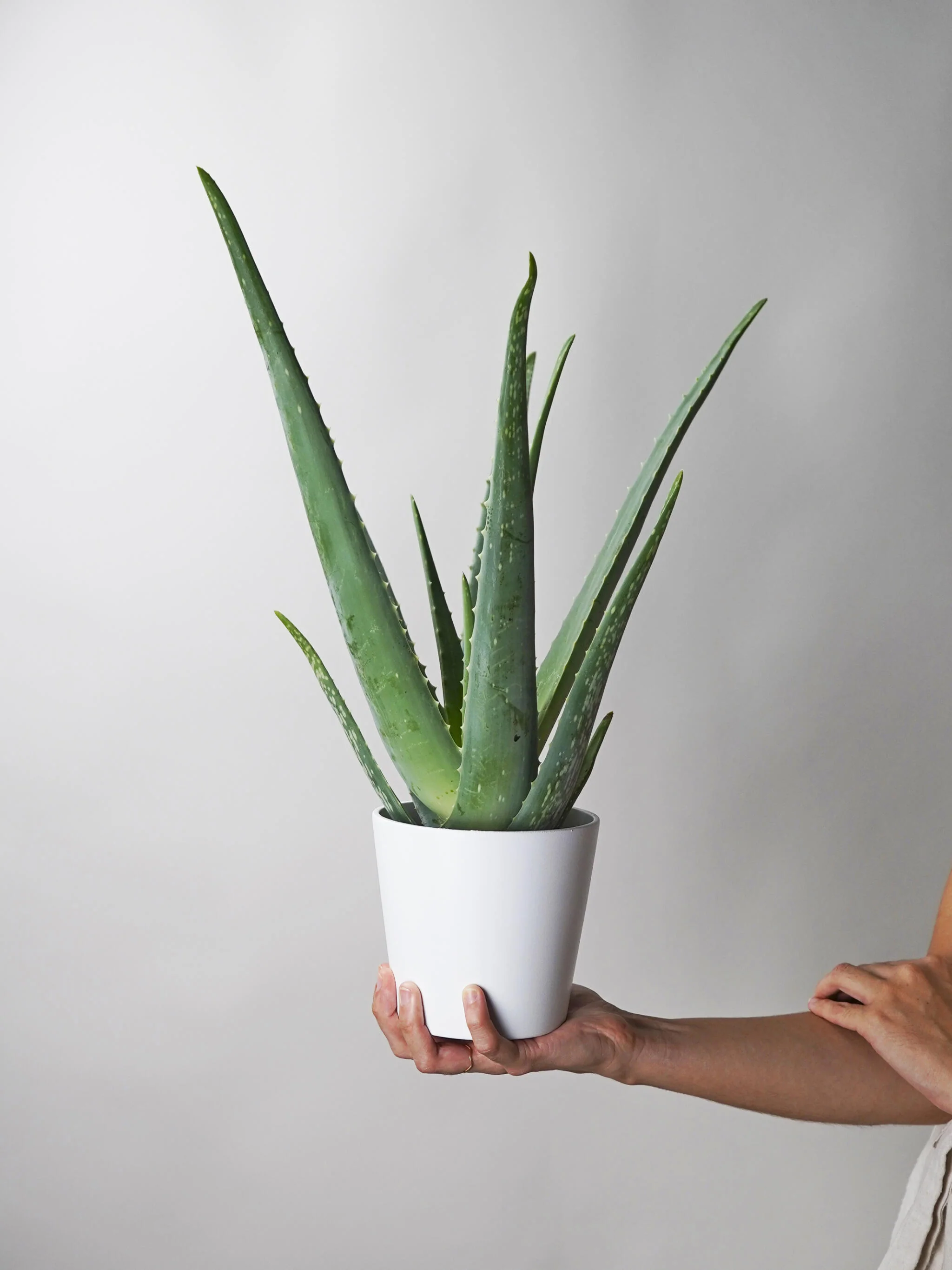 Aloe Vera O Sábila | Altura 35cm - Diámetro 12cm - Image 3