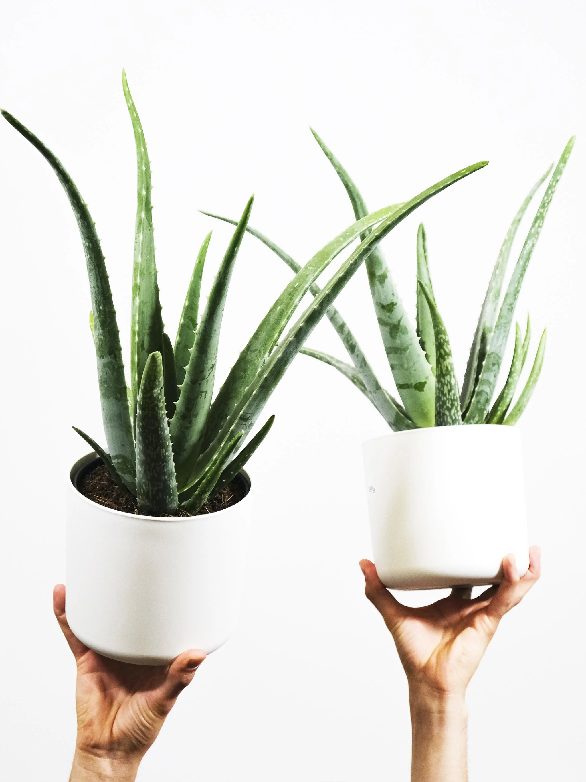 Aloe Vera O Sábila | Altura 35cm - Diámetro 12cm - Image 4