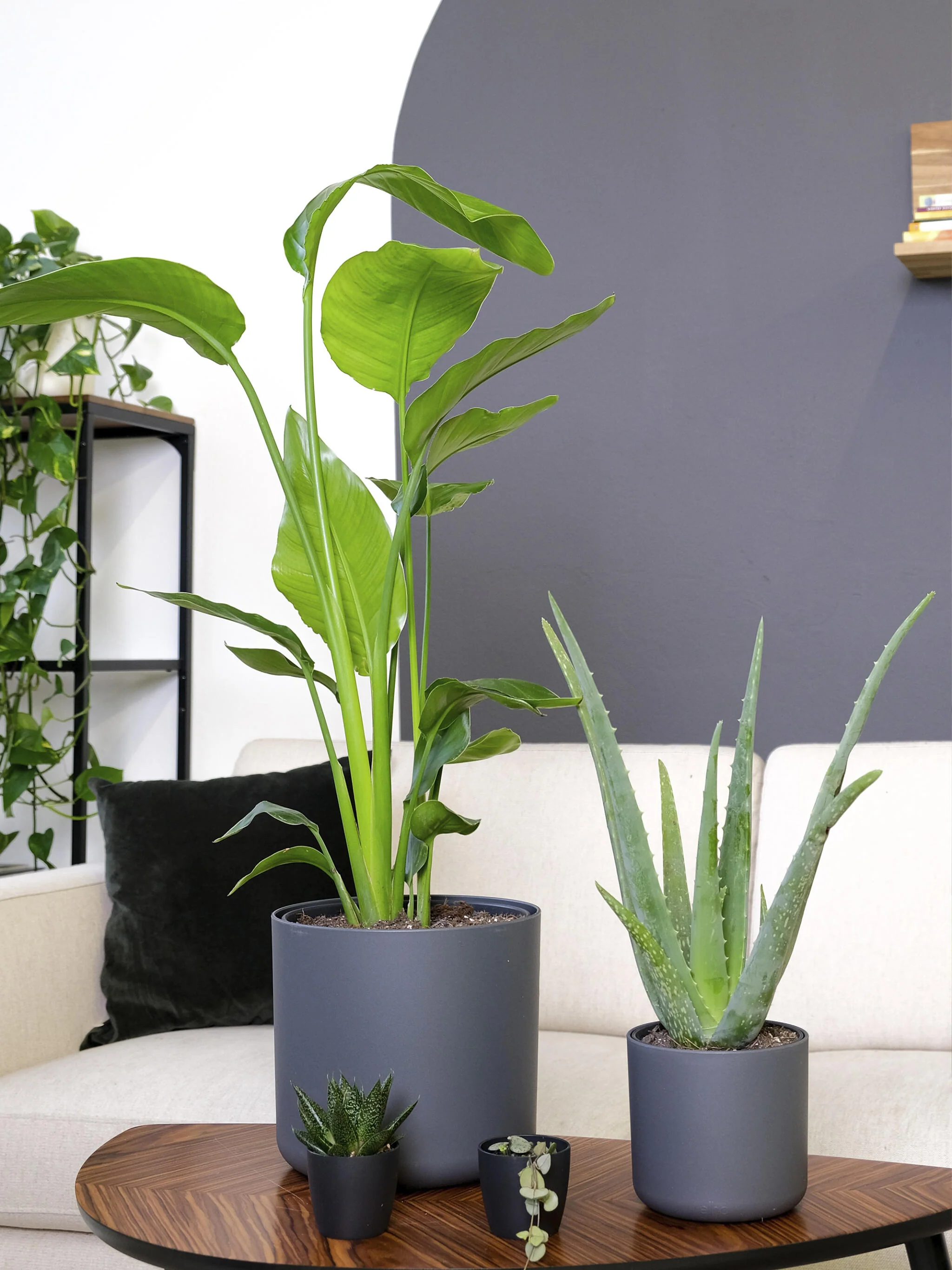 Aloe Vera O Sábila | Altura 35cm - Diámetro 12cm - Image 5