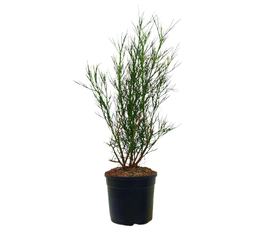 Alyogyne Hakeifolia M19 60-70cm