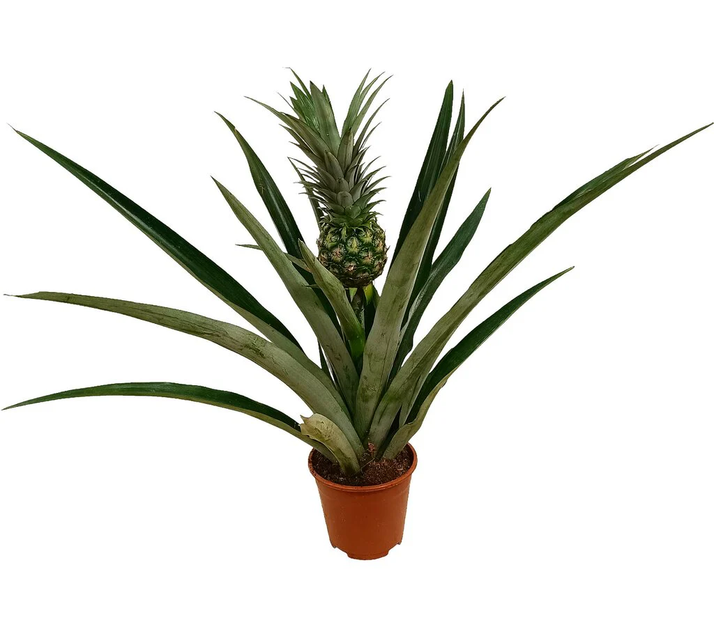 Anana Comosus M14 50cm (planta De La Piña)