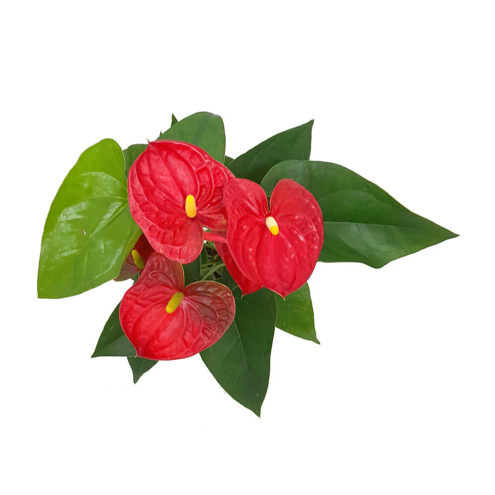 Anthurium Andreanum M12 50cm - Image 2