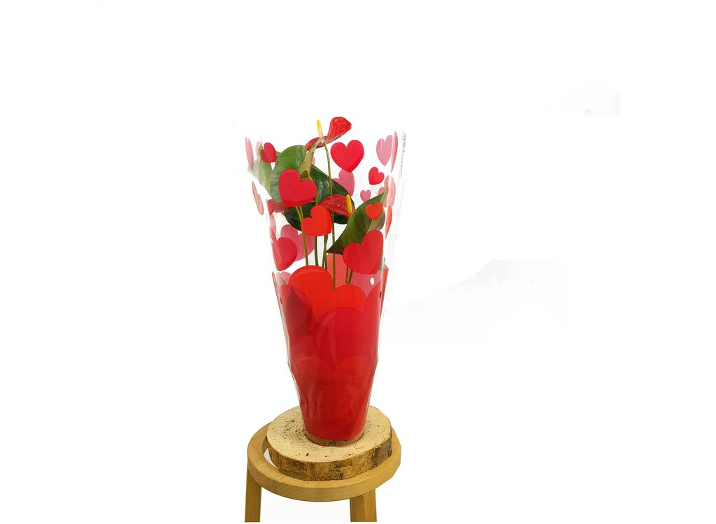 Anthurium Andreanum M12 50cm - Image 3