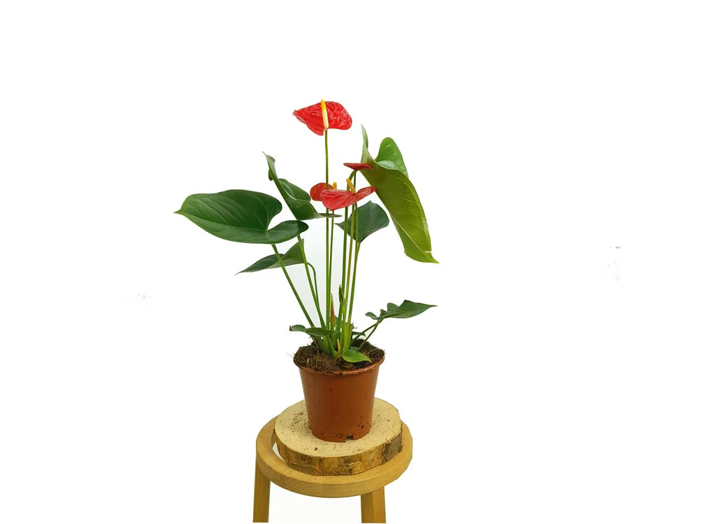 Anthurium Andreanum M12 50cm - Image 4