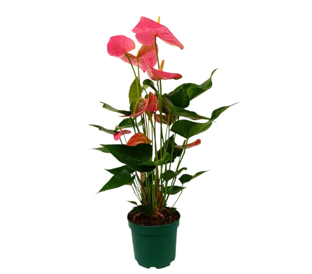 Anthurium Colorado M17