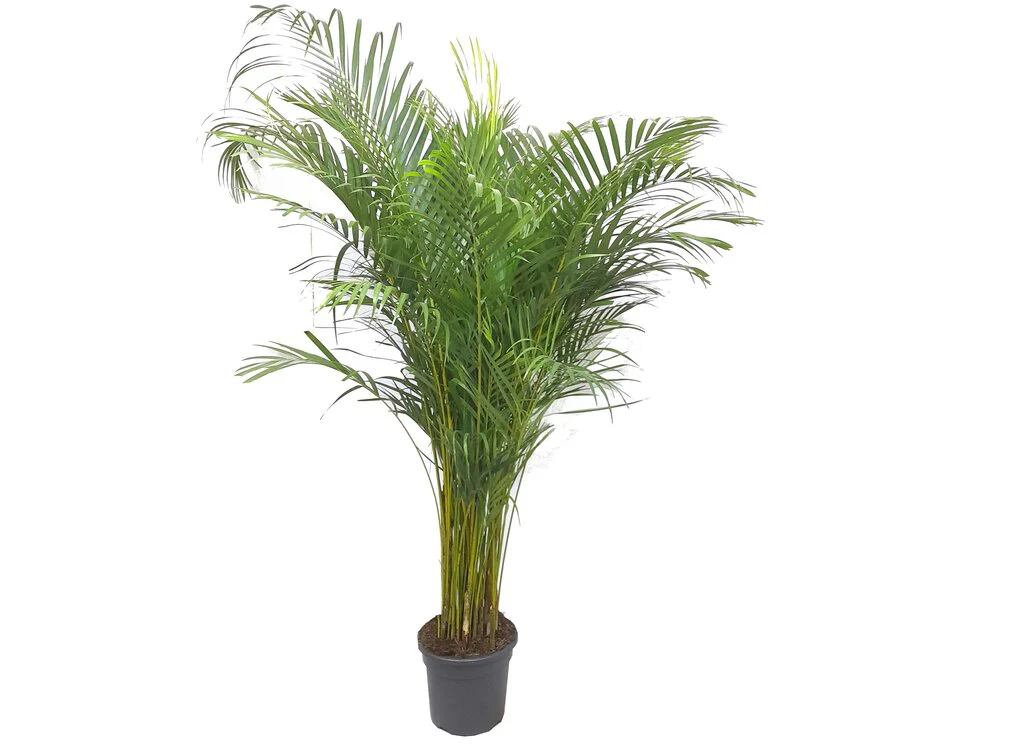 Areca Lutescens M29 180cm