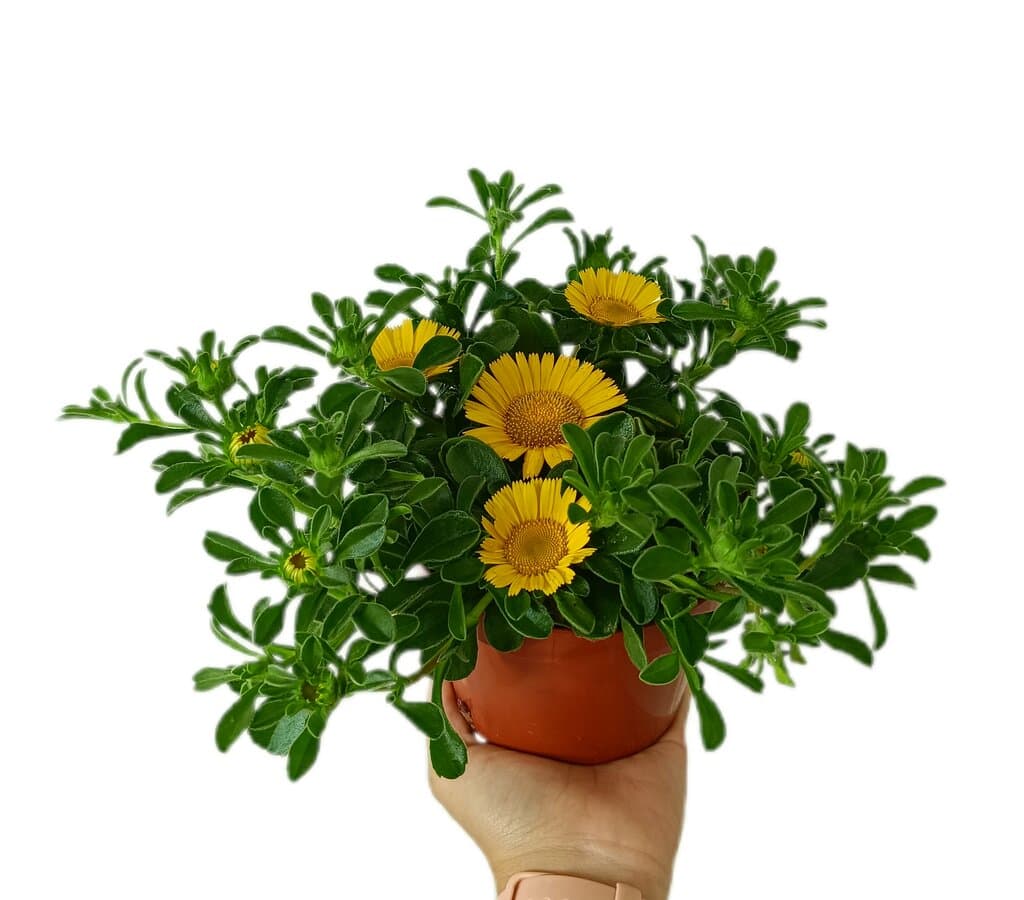 Asteriscus Maritimo M13
