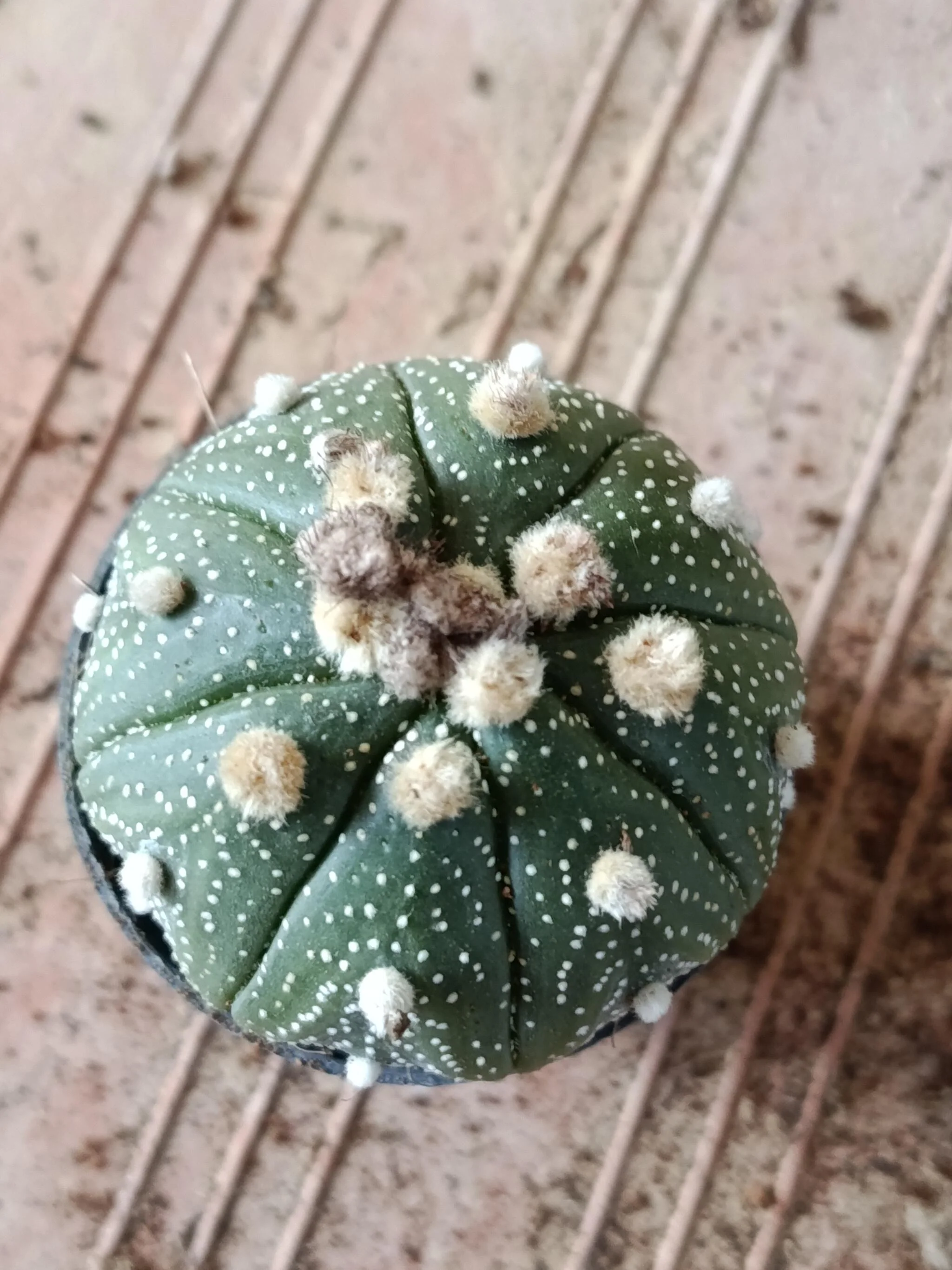 Astrophytum Asterias Surtido Planta Erizo De Mar Ø6 - Image 6
