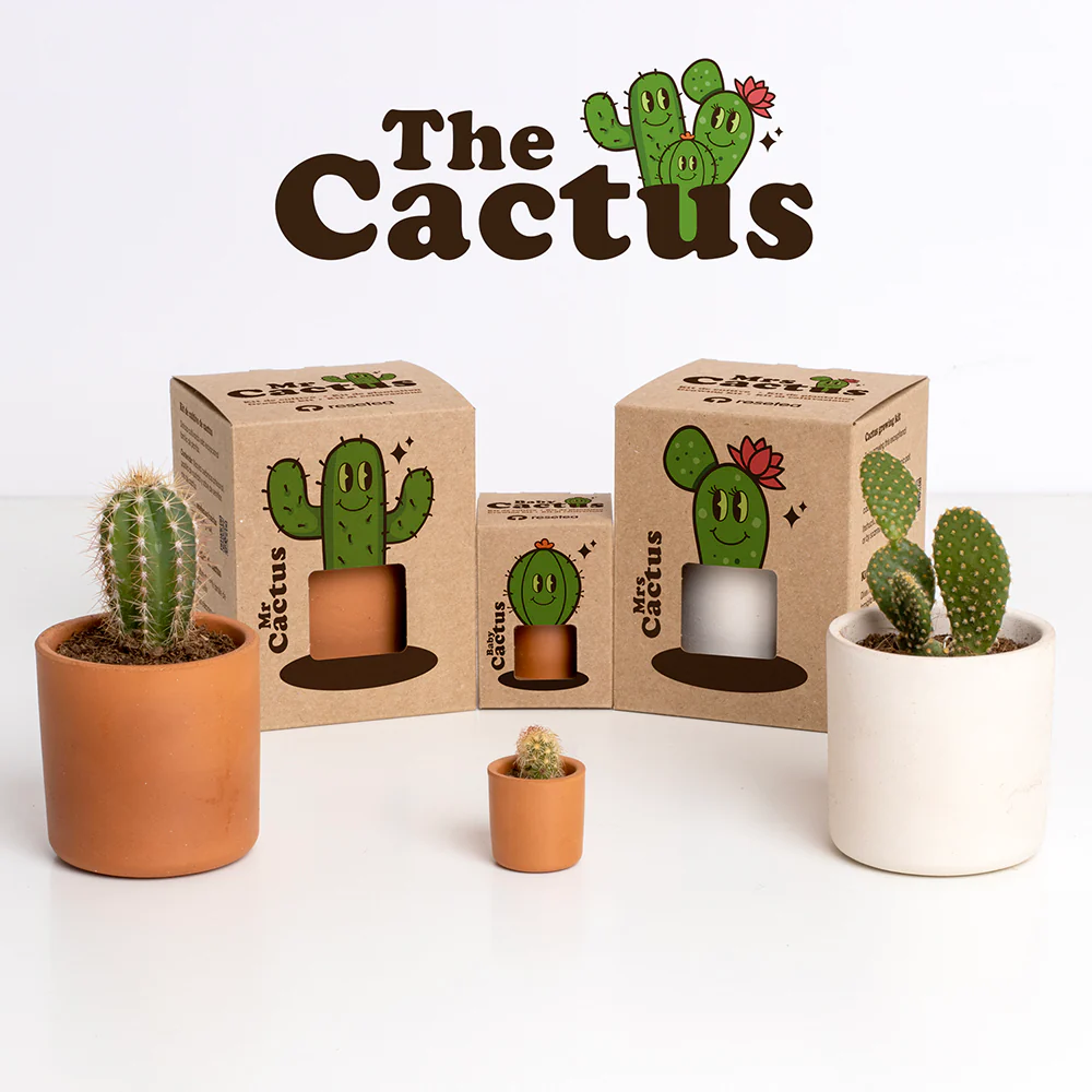 Baby Cactus | Kit De Cultivo De Cactus Con Maceta De Barro Artesanal - Image 4