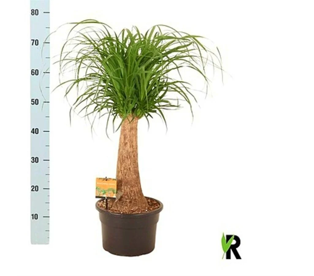 Beaucarnea Nolina Recurvata M23 60cm (pata De Elefante)