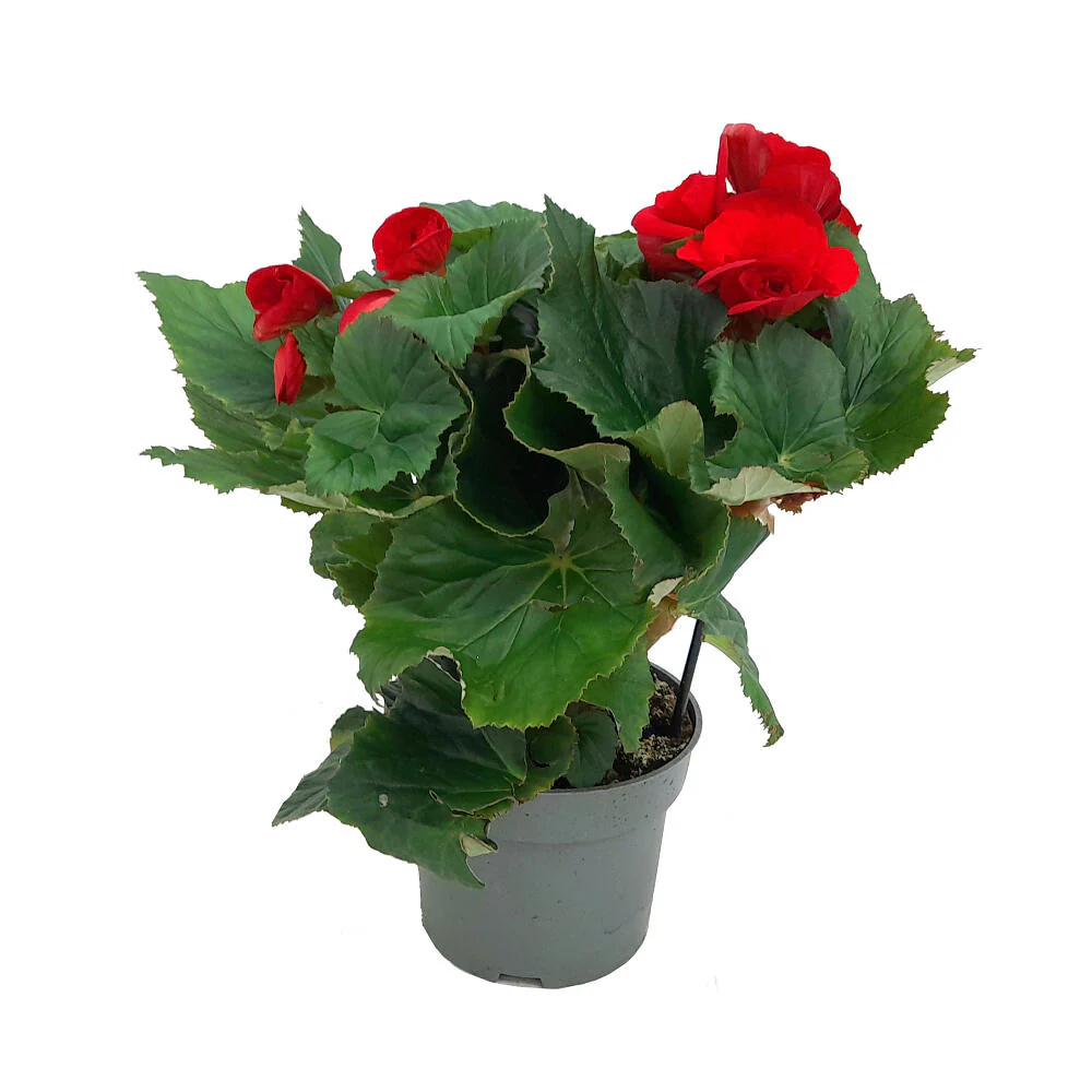 Begonia Eliator M13 - Image 3