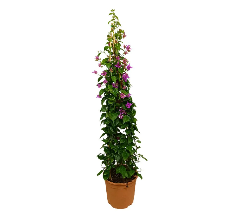 Bougainvillea Alexandra Piramide M22 100-120cm