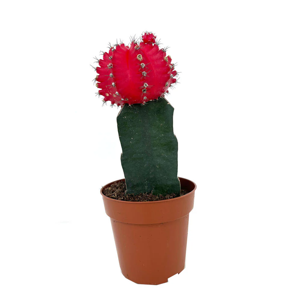 Cactus Injertado Gymnocalycium Japan M8 20cm - Image 2
