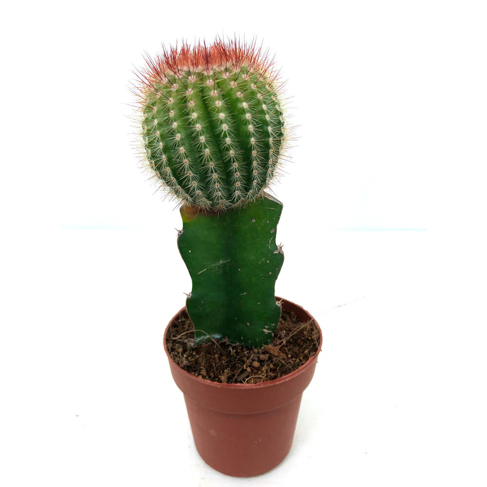 Cactus Injertado Gymnocalycium Japan M8 20cm - Image 4