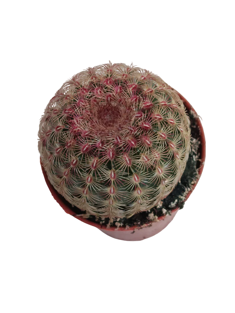 Cactus Rojo Echinocactus Rigidispinnus Ø5