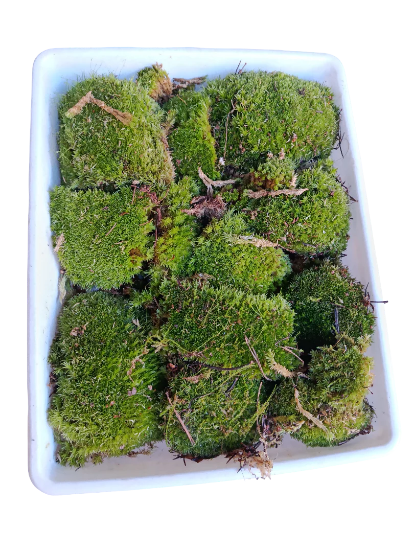 Caja Pequeña De Bolas De Musgo ( Bandeja No Incluida )