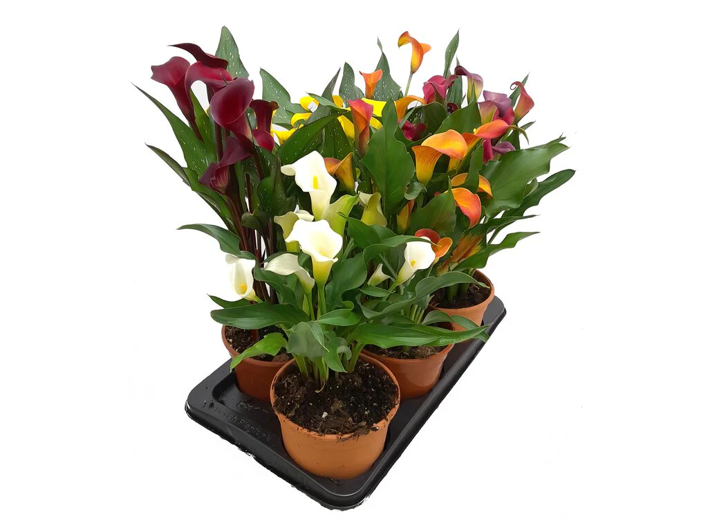 Calla M17 Lirio Colores