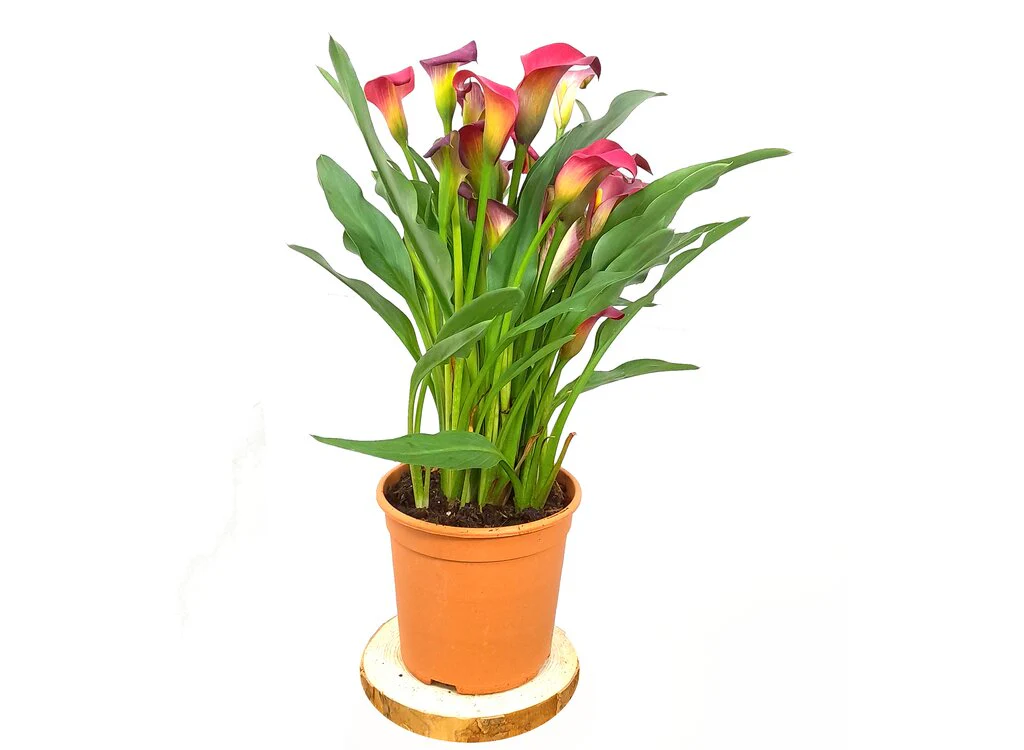 Calla M17 Lirio Colores - Image 2