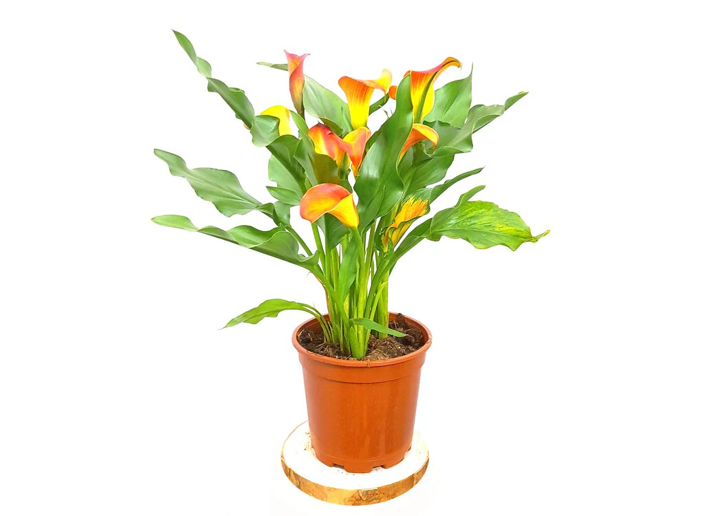 Calla M17 Lirio Colores - Image 3