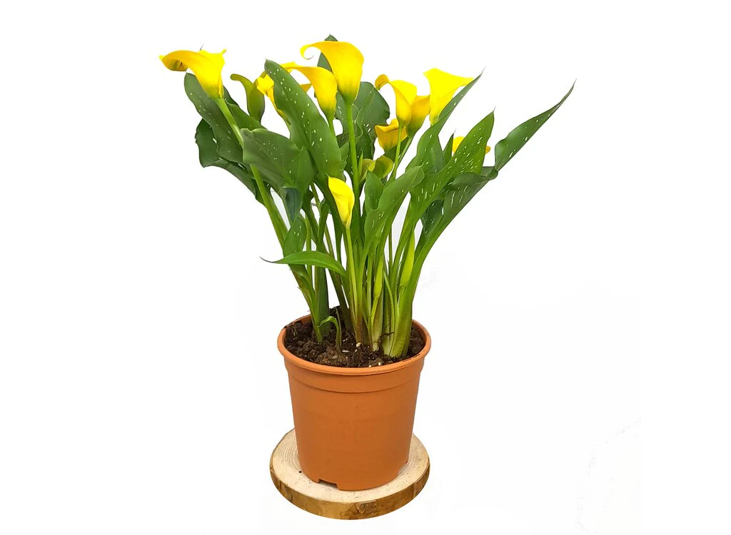 Calla M17 Lirio Colores - Image 5