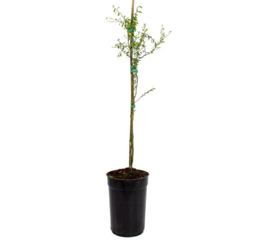 Caviar Cítrico - Plantón De 1 Metro De Finger Lime - Árbol Del Caviar De Limón - Image 3