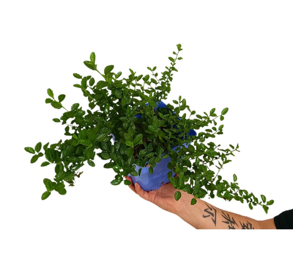 Ceanothus Thyrsiflorus Repens M17 (lila De California)