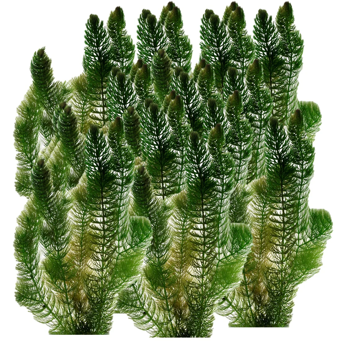 Ceratophyllum 5 Litros - Ceratophyllum Demersum