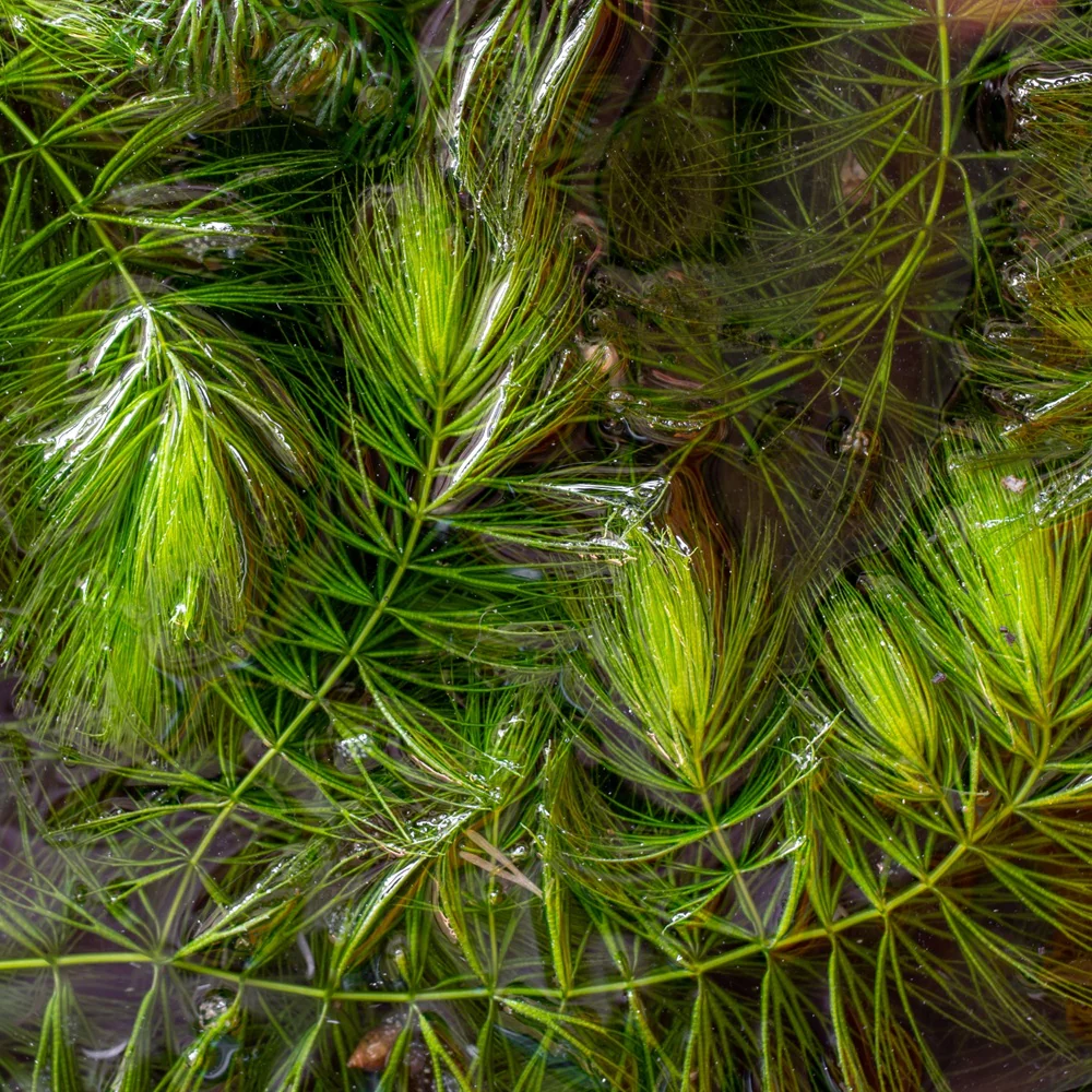 Ceratophyllum 5 Litros - Ceratophyllum Demersum - Image 2