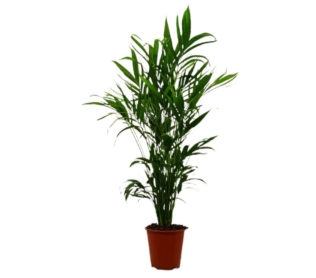Chamaedorea Cataractarum M19