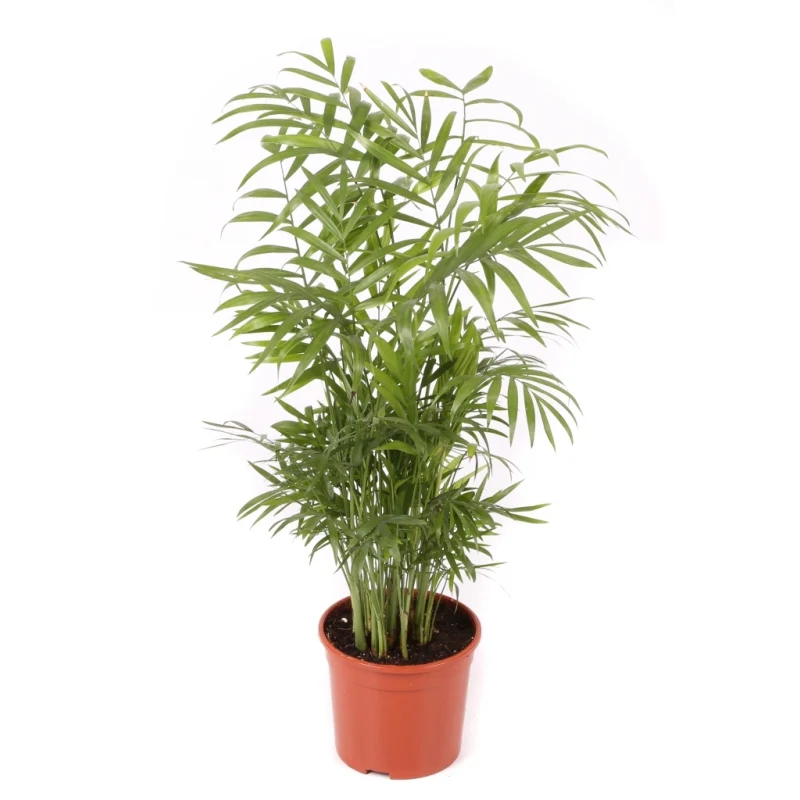 Chamaedorea Planta De Interior De Bajo Mantenimiento Maceta 14cm