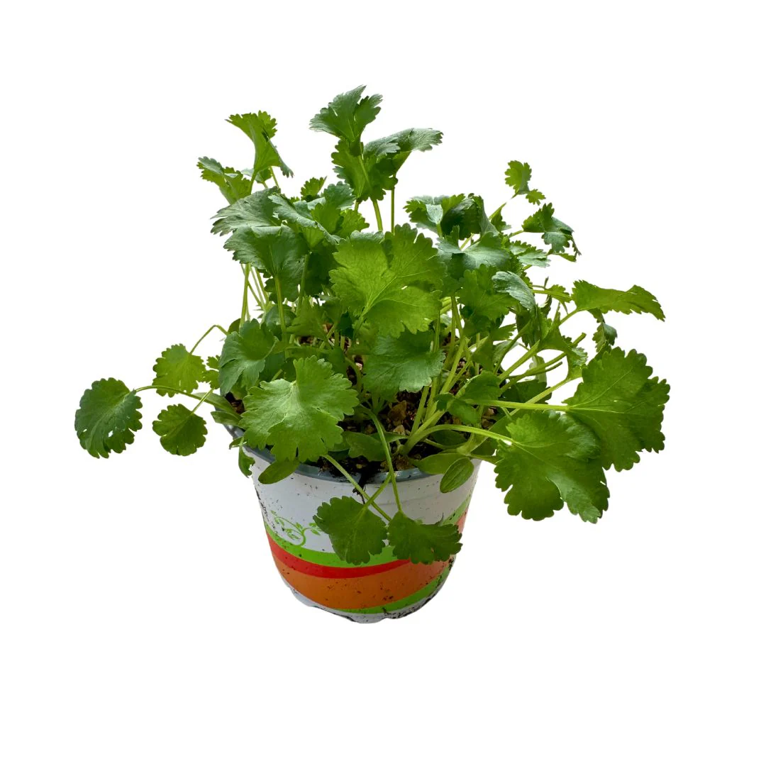 Cilantro Planta Aromática Y Medicinal (coriandrum Sativum)