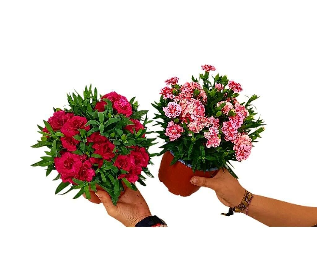 Clavel Carnelia M13